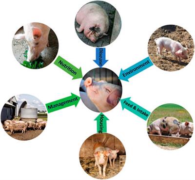 Application of Genetic, Genomic and Biological Pathways in Improvement of Swine Feed Efficiency